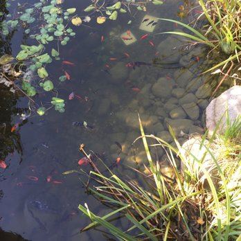 Koi fish call the Heritage Park Petting Farm's pond home.