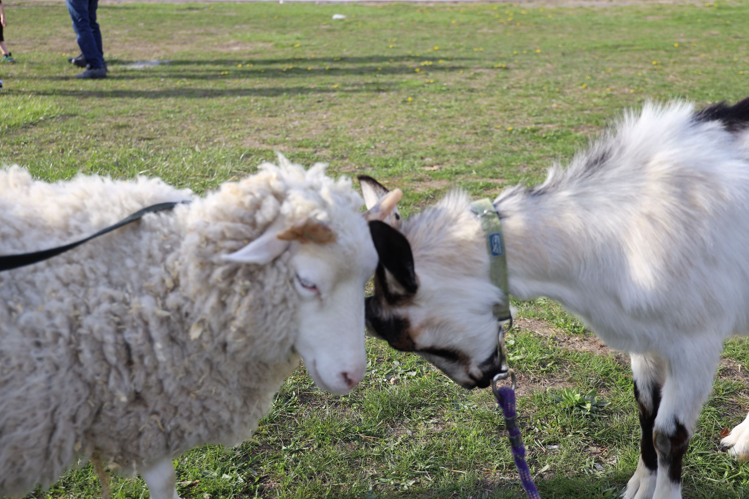 Sox the Sheep and Chip the goat butting heads at the petting farm. 