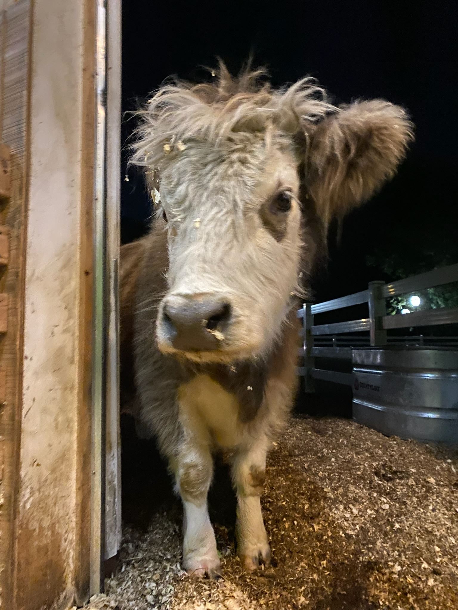 Rosie the Cow peeking out of her stall at the petting farm. 
