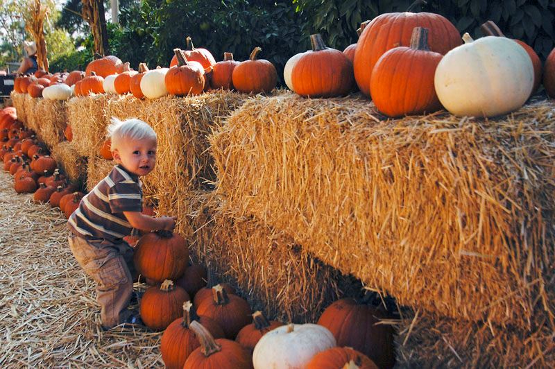 Child picking up pumpkin next to straw bales